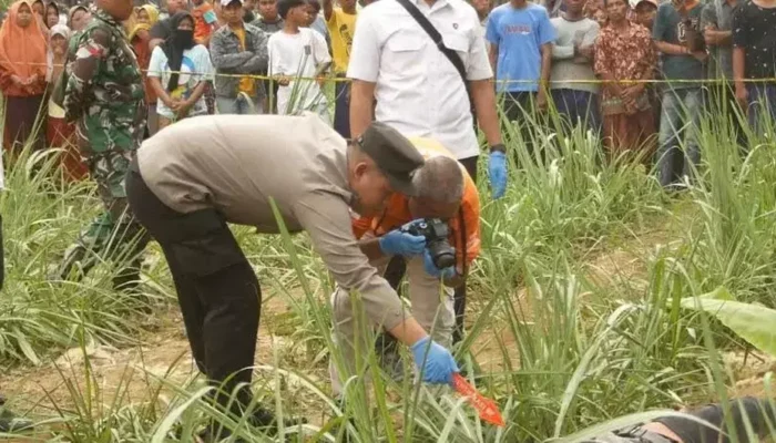 Misteri Jasad Luka Bacok di Ladang Tebu Lumajang, Polisi Temukan Bom Ikan di Lokasi