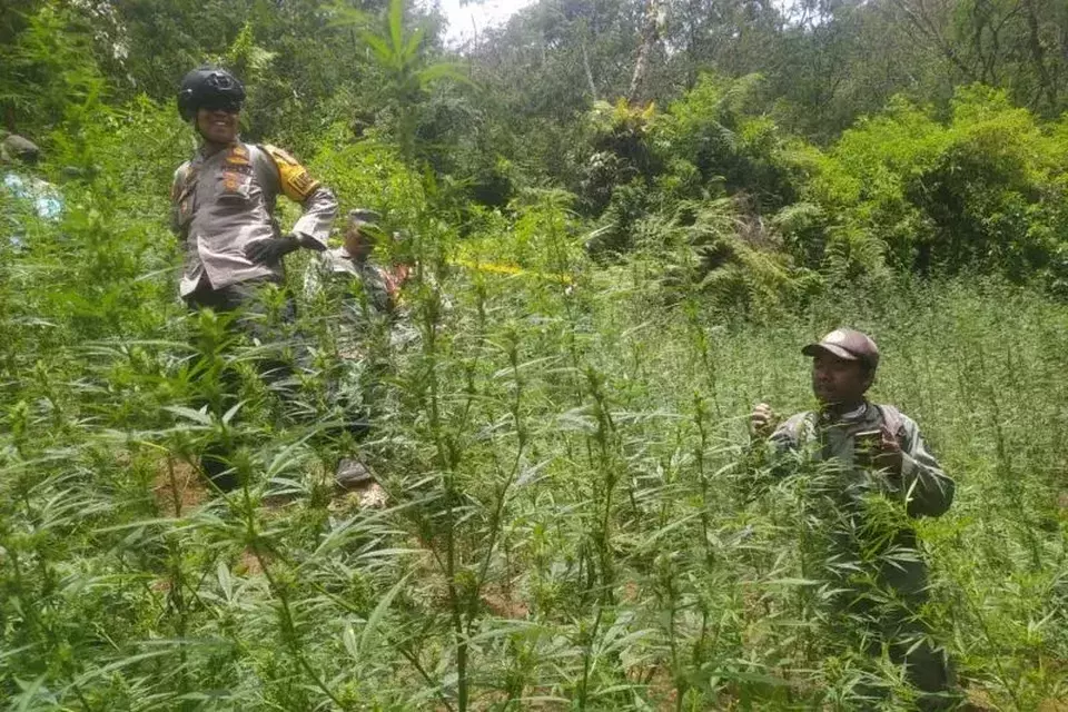 Penemuan ladang ganja di kawasan wisata di Taman Nasional Bromo Tengger Semeru (TNBTS) (Kemenhut)