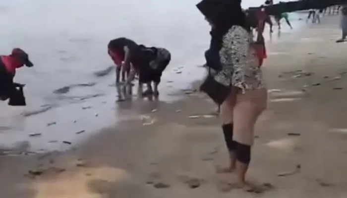 Fenomena Langka di Pantai Carita: Ikan-Ikan Mendarat ke Pesisir Jadi Rebutan Warga