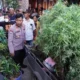 Image Credit Istimewa - Polisi sita 40 pohon ganja.
