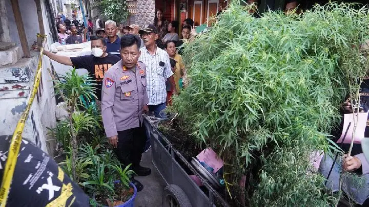 Image Credit Istimewa - Polisi sita 40 pohon ganja.