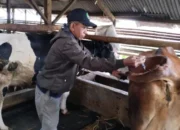 Puluhan Sapi di Cirebon Sembuh dari PMK, Vaksinasi Terus Digencarkan