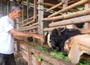 Made Kapas, peternak kambing asal Penatih, Denpasar Timur. (Beritasatu/Sopian Hadi)