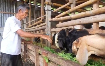Made Kapas, peternak kambing asal Penatih, Denpasar Timur. (Beritasatu/Sopian Hadi)