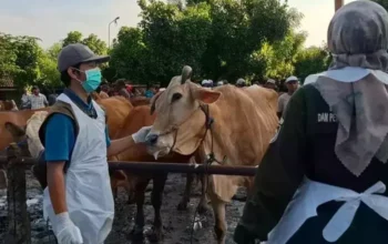 Ratusan Sapi Terjangkit PMK di Kediri, Pedagang Khawatir Pasar Hewan Sepi
