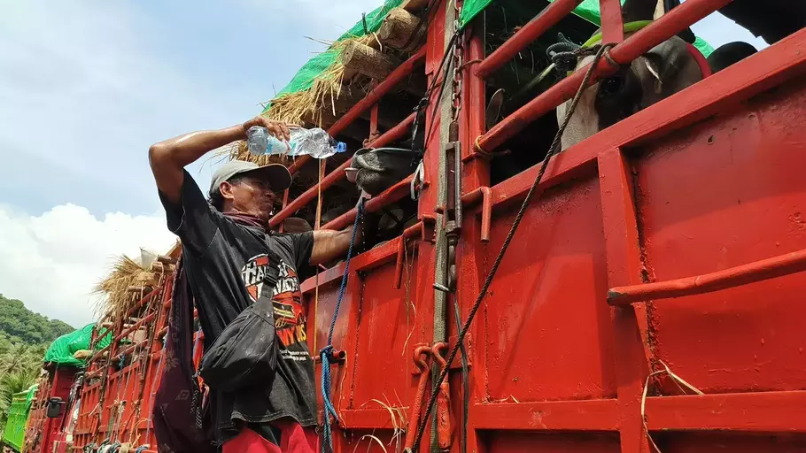 Sopir memberi minum sapi dalam truknya yang tertahan di Pelabuhan Gili Mas, Lembar, Lombok Barat, NTB akibat minimnya kapal, Sabtu (19/4/2025). - (Beritasatu/Muhammad Awaludin)