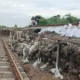 Image Credit Candra Kurnia/Beritasatu - Petugas PT KAI tengah melakukan perbaikan rel kereta api di KM 32+5/5 antara Stasiun Gubug dan Stasiun Karangjati, Kabupaten Grobogan, Jawa Tengah, Rabu (22/1/2025).