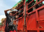 Krisis Kapal, 12 Sapi Kurban Mati di Pelabuhan Gili Mas NTB