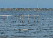 Pakar UGM Bongkar Pernyataan Zaki Iskandar Terkait Pagar Laut di Pesisir Pantai Utara Tangerang