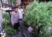 Polisi Temukan 40 Pohon Ganja di Rumah Warga Cengkareng, Jakarta Barat