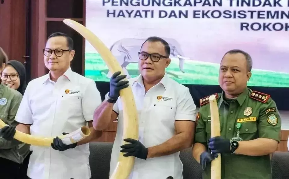 Direktur Tindak Pidana Tertentu (Dirtipidter) Bareskrim Polri Brigjen Pol. Nunung Syaifuddin (tengah) menunjukkan barang bukti gading gajah dalam konferensi pers di Gedung Bareskrim Polri, Senin 26 MEi 2025. (Antara)