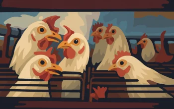 Ilustrasi - Virus H5N1 umumnya menular ke manusia setelah melakukan kontak dengan burung yang terinfeksi atau berada di lingkungan berisiko tinggi, seperti peternakan atau pasar hewan hidup, namun kemungkinan penularannya tetap jarang terjadi.