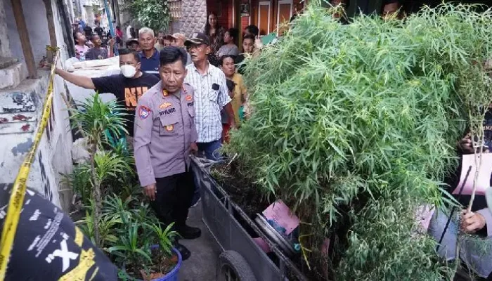 Polisi Temukan 40 Pohon Ganja di Rumah Warga Cengkareng, Jakarta Barat