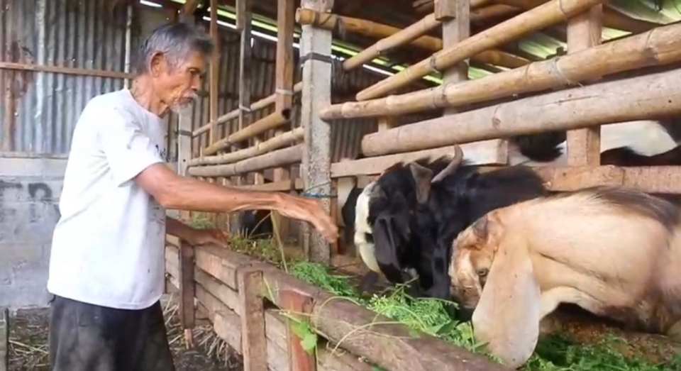 Made Kapas, peternak kambing asal Penatih, Denpasar Timur. (Beritasatu/Sopian Hadi)