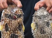 Sabah Pertimbangkan Larangan Penjualan Ikan Buntal Setelah Kasus Keracunan