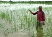 Ratusan Hektare Tanaman Padi di Lampung Terendam Banjir, Petani Terancam Gagal Panen