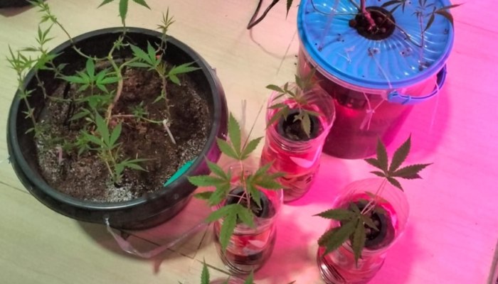 Mahasiswa di Bekasi Ditangkap Polisi Karena Tanam Ganja di Rumah