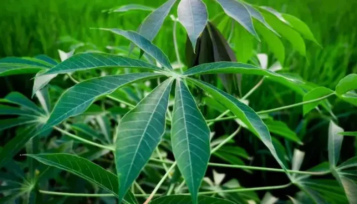 Cara Merebus Daun Singkong Agar Tetap Hijau dan Empuk: Tips Praktis dan Manfaat Kesehatannya
