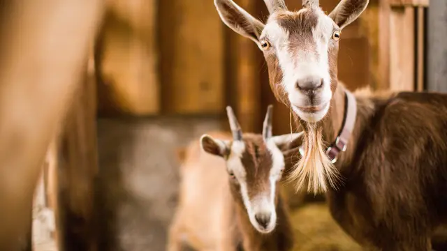 080401900 1656997090 brown white mother baby goats inside barn