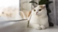 Ilustrasi kucing.(Freepik)
