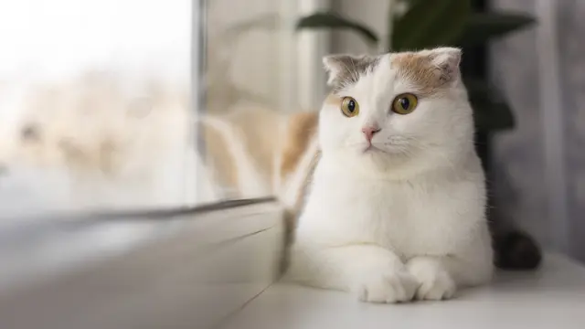 Ilustrasi kucing.(Freepik)