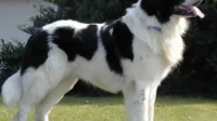 Anjing Newfoundland.(istimewa)