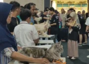 Dunia Unik Pehobi Kucing Kontes: Cinta dan Dedikasi yang Tak Ternilai