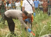 Misteri Jasad Luka Bacok di Ladang Tebu Lumajang, Polisi Temukan Bom Ikan di Lokasi