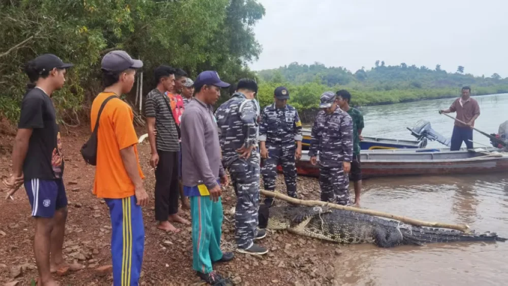 Buaya Batam 2