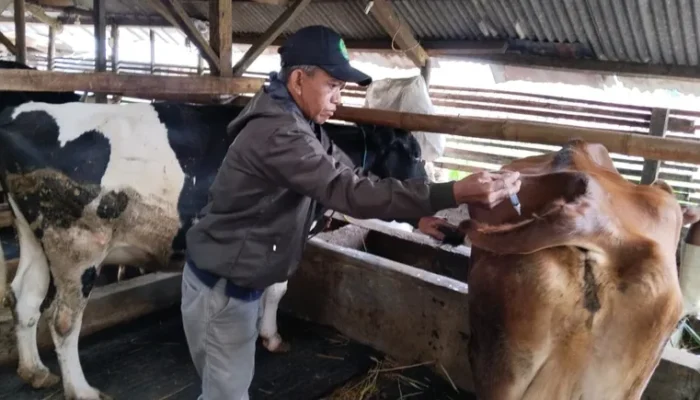 Puluhan Sapi di Cirebon Sembuh dari PMK, Vaksinasi Terus Digencarkan