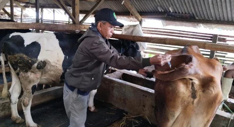 Image Credit Nurul Hidayah/MI - Sebanyak 40 sapi di Kabupaten Cirebon tercatat sudah terjangkit PMKDari jumlah tersebut sebanyak 20 di antaranya sudah dinyatakan sembuh dan 17 ekor lainnya masih dalam perawatan.