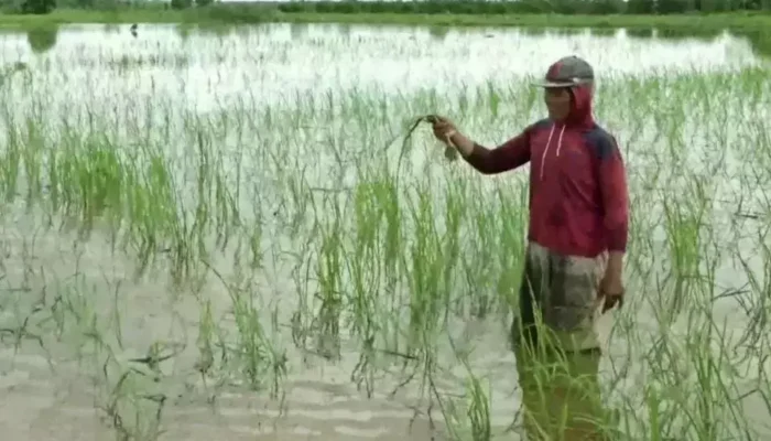 Ratusan Hektare Tanaman Padi di Lampung Terendam Banjir, Petani Terancam Gagal Panen