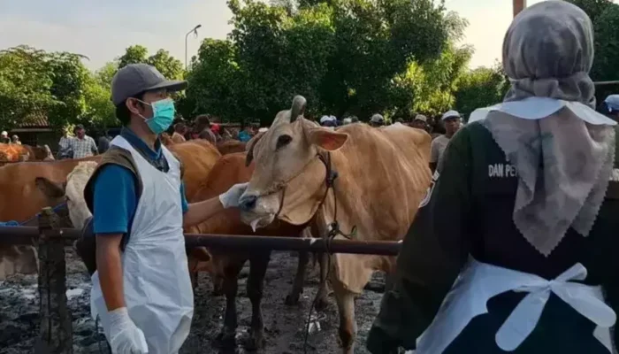 Ratusan Sapi Terjangkit PMK di Kediri, Pedagang Khawatir Pasar Hewan Sepi