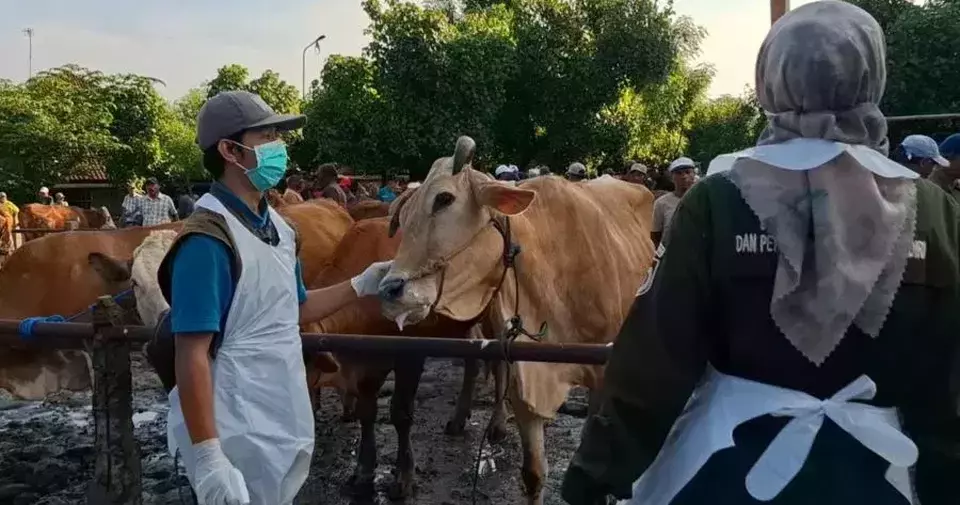 Image Credit M Muajijin/Beritasatu - Dinas Ketahanan Pangan dan Peternakan (DKPP) Kabupaten Kediri memeriksa sapi terkait merebaknya kasus penyakit kuku dan mulut (PMK), Rabu 8 Januari 2025.