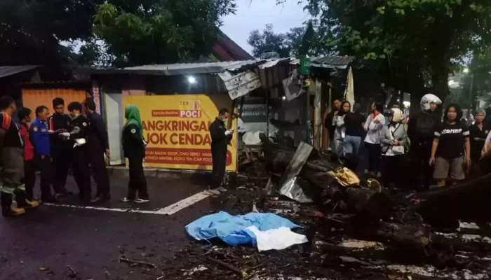 Tragis! Penjual Angkringan di Yogyakarta Tewas Tertimpa Pohon Waru Tumbang