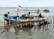 Image Credit Rivan Awal Lingga/Antara - Sejumlah nelayan membongkar pagar laut yang terpasang di kawasan pesisir Tanjung Pasir, Kabupaten Tangerang, Banten, Sabtu (18/1/2025).