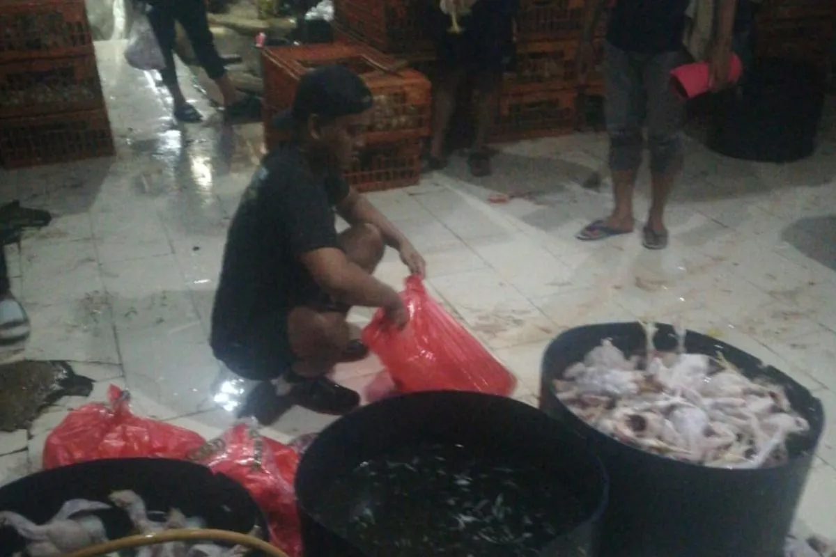 Image Credit Doc Polsek Kebayoran Lama. - Praktik pembuatan ayam gelonggongan di Pasar Kebayoran Lama, Jakarta, Kamis (27/2/2025).