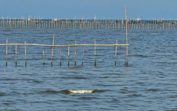 Image Credit Saadatuddaraen/RRI - Pagar laut di Pesisir Pantai Utara Kabupaten Tangerang yang saat ini telah disegel bahkan dilakukan pembongkaran oleh KKP dan TNI AL.