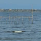 Image Credit Saadatuddaraen/RRI - Pagar laut di Pesisir Pantai Utara Kabupaten Tangerang yang saat ini telah disegel bahkan dilakukan pembongkaran oleh KKP dan TNI AL.