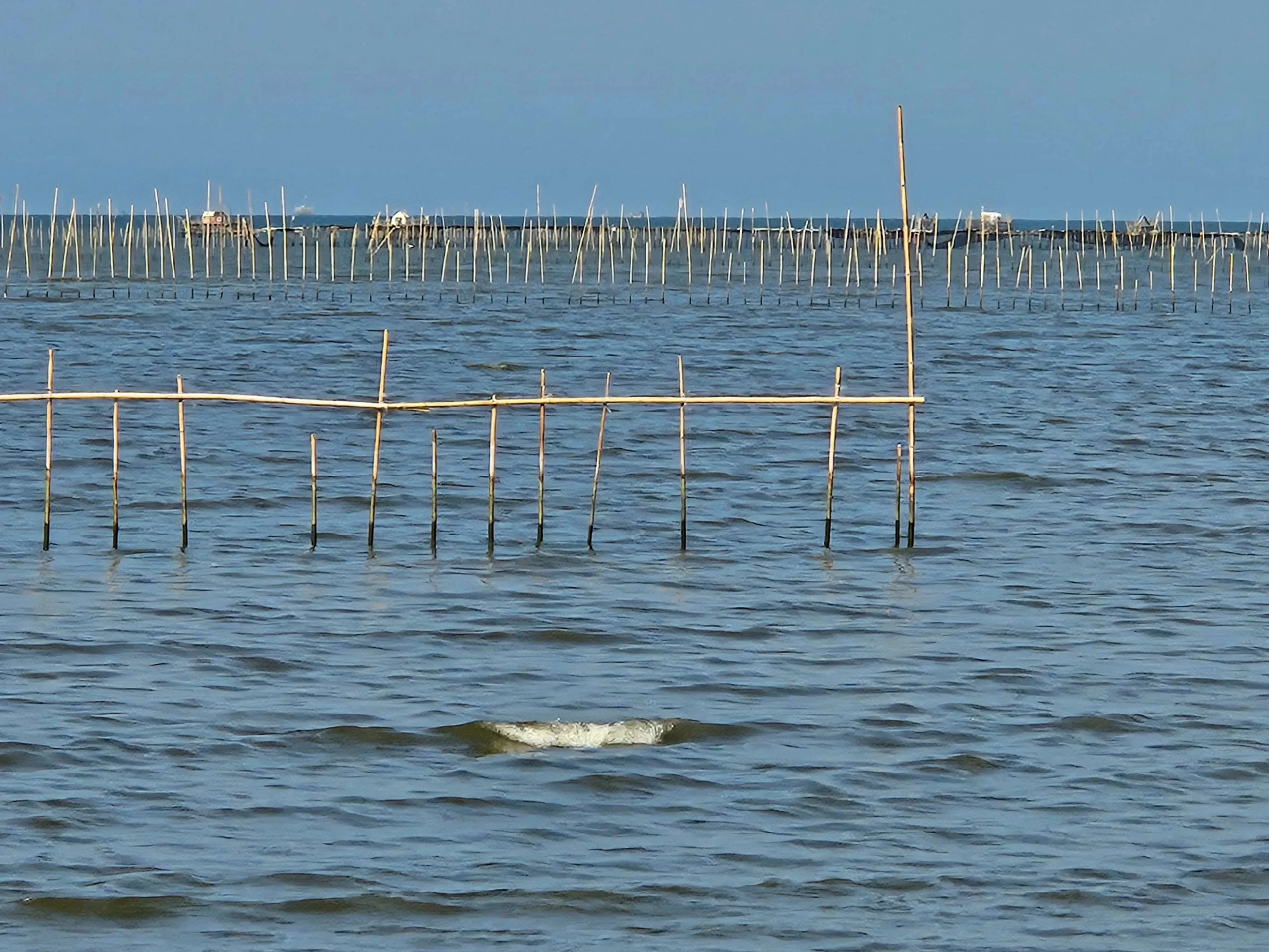 Image Credit Saadatuddaraen/RRI - Pagar laut di Pesisir Pantai Utara Kabupaten Tangerang yang saat ini telah disegel bahkan dilakukan pembongkaran oleh KKP dan TNI AL.