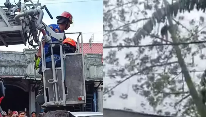 Pria di Medan Tewas Tergantung di Pohon Kapuk, Diduga Tak Mahir Gunakan Chainsaw