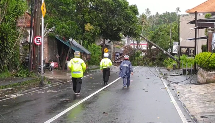 Hujan dan Angin Kencang di Bali Sebabkan Pohon Tumbang, Lalu Lintas Lumpuh