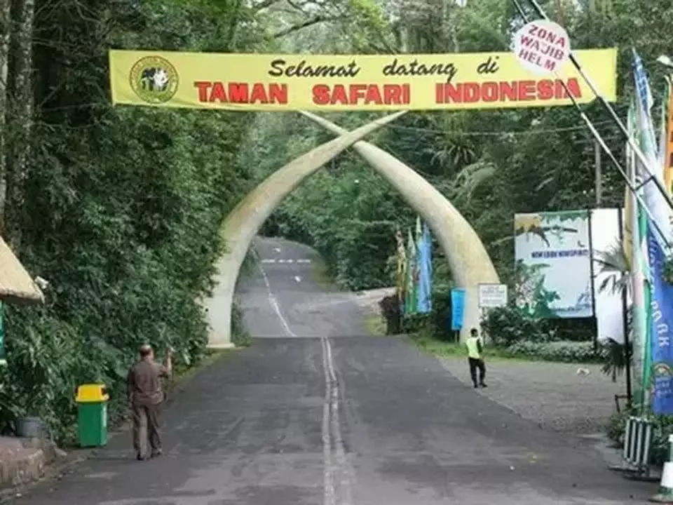 Taman Safari Indonesia menyebut, pemain Oriental Circus Indonesia yang mendapat penyiksaan bukan bagian dari karyawannya. (Istimewa)