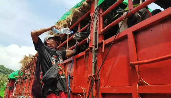 Krisis Kapal, 12 Sapi Kurban Mati di Pelabuhan Gili Mas NTB