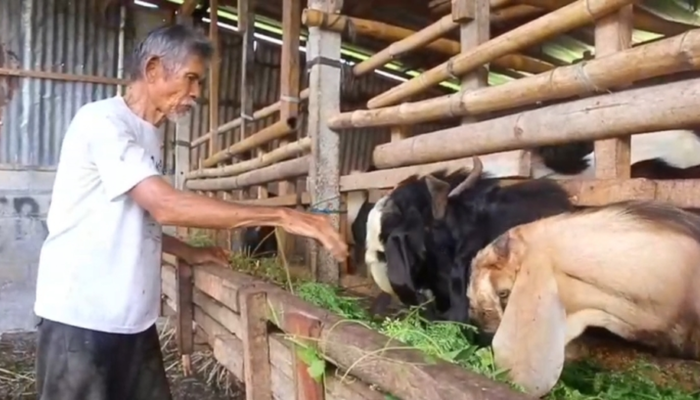 Menjelang Iduladha 2025, Peternak Kambing di Denpasar Timur Kebanjiran Pesanan