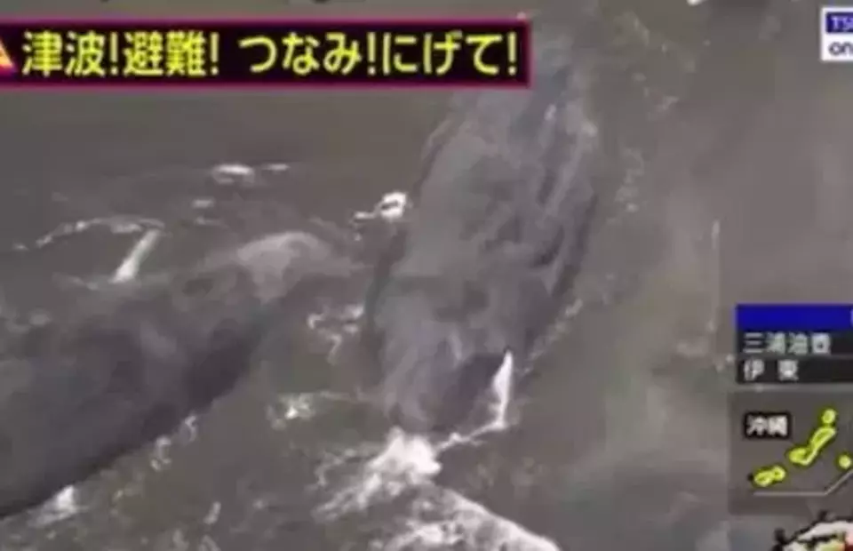 Empat paus besar ditemukan terdampar di sepanjang pantai Jepang hanya beberapa jam setelah gempa bumi berkekuatan magnitudo 8,7 di dekat Kamchatka, Rusia, Rabu 30 Juli 2025. (X.com/@BNODesk)